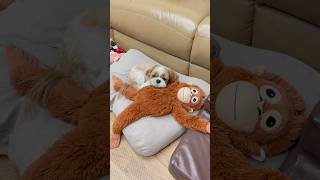 뭐지❓이 귀여운 생명체는…⁉️ 🥹 Shih Tzu [upl. by Serene]