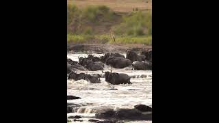 Crocodile tries to slays Wildebeest [upl. by Gabi]