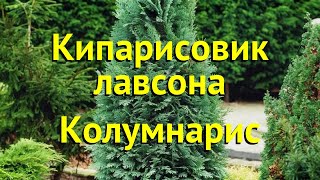 Кипарисовик лавсона Колумнарис Краткий обзор описание chamaecyparis lawsoniana Columnaris [upl. by Chuah]