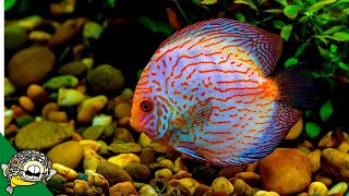 Discus Fish Care Guide FOR BEGINNERS [upl. by Allemat714]