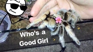 MEET all my FRIENDLY TARANTULAS  Best beginner tarantula [upl. by Wycoff]