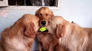 These golden retrievers will make you laugh your HEAD OF  Funny dog compilation [upl. by Esinned339]