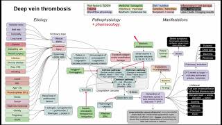 Deep vein thrombosis DVT mechanism of disease [upl. by Ilrahc]