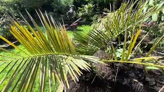 Butia eriospatha amp Jubaea chilensis in Manchester [upl. by Murvyn]