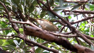 Largebilled Leaf Warbler calling [upl. by Joli677]