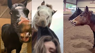 Funny and Cute Horse Videos  compilation [upl. by Lucienne]