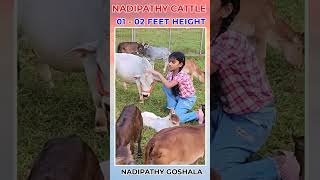 Nadipathy cows cute life village farm pets reels trending love india youtube tiktok [upl. by Quentin547]