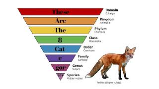 Taxonomy Song [upl. by Nabila]