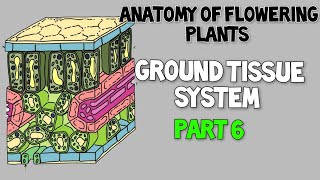 Ground tissue system ll CortexPericyclepith ll Anatomy of flowering plants [upl. by Yecats106]