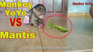 Monkey Baby Yoyo  YoYos reaction when he sees the mantis [upl. by Akiemehs]