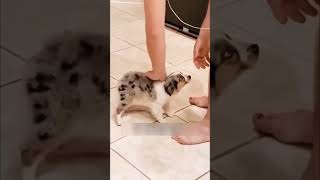 Cute puppy born without a tail shorts [upl. by Corena]