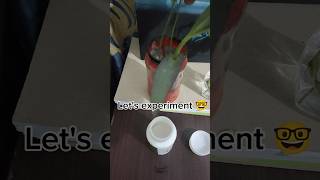 Experiment 🤓 plants rootinghormone houseplants shorts subscribemychannel [upl. by Werra]