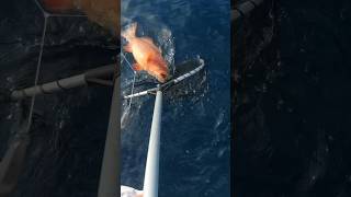 BAD BREATH CORAL TROUT  Mad Mike with a Ripper bundaberg coraltrout reeffishing [upl. by Arbe]