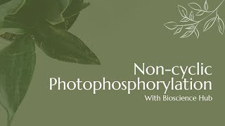 Noncyclic Photophosphorylation [upl. by Jensen352]