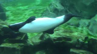 Commersons Dolphin Dynamic Habitat  Aquatica Orlando 11221 [upl. by Sprung]