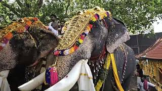 എന്തൊരു ആവേശംElephants taking thidampu  Arangottukara mullakkal thalapoli [upl. by Mingche880]