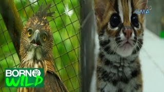 Born to be Wild The Visayan Leopard Cat and Pinsker’s Hawk Eagle [upl. by Bobbi]