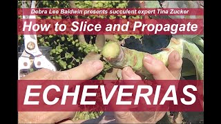 How to Slice Behead and ReRoot Large Echeverias with Succulent Expert Tina Zucker [upl. by Greta]