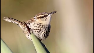 Boucards Wren endemic to Mexico [upl. by Enaud]