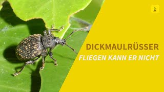 Fliegen kann er nicht  Der Dickmaulrüssler [upl. by Jon]