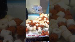 Coimbatore Flowerhorn shop Rs500900 Ph 8248696857 arsh arshiaflowerhornfishfarmcoimbatore [upl. by Oiciruam470]