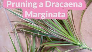 A Dracaena Marginata Needs Pruning How To Do It [upl. by Led]