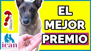 LOS MEJORES PREMIOS para perros  Adiestramiento Canino [upl. by Kast]