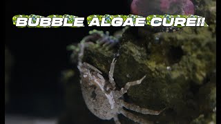 BEST BUBBLE ALGAE FIX [upl. by Myca]