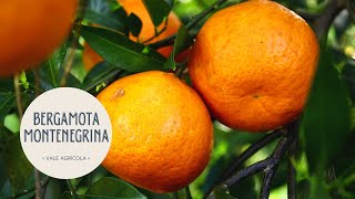 BERGAMOTA MONTENEGRINA  Variedade de ciclo tardio garante lucro aos produtores de citrus [upl. by Scrivens858]