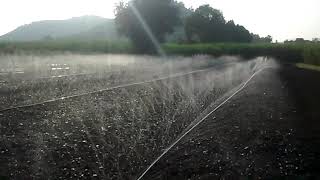 रेन पाईप  Driptech Laser spray  Rain pipe Rain Hose irrigation installation System for onion [upl. by Ware]