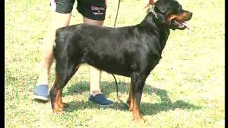 The Rottweiler  Pet Dog Documentary English [upl. by Enyamrahs]