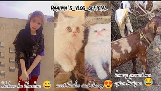 Tabeers lecture 😅Meet bhaloo and sherry😍cute adorable kittens😘❤ [upl. by Htir967]