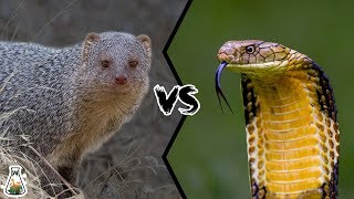 INDIAN GREY MONGOOSE VS KING COBRA  Can mongoose kill King Cobra [upl. by Terese]