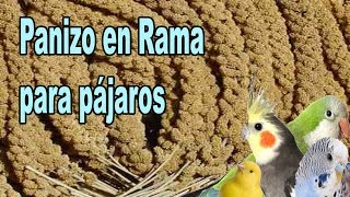 Panizo en Rama para Pájaros [upl. by Cindra]