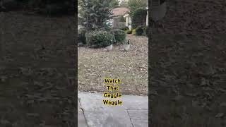 How many is a gaggle outside nature youtuber [upl. by Adnilim872]