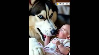 Husky Playing With new Born husky funny shorts [upl. by Anyak]