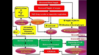 Mechanism of Ischemic hypoxic Cell InjuryEvents in cell injuryReversible injuryirreversible [upl. by Presley866]