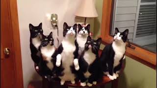 Tuxedo Cats at its Finest  Funny Compilation tuxedocat funny compilation cats catvideos [upl. by Nylloh29]