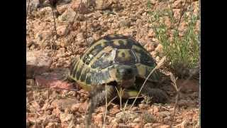 The Hermanns tortoise Testudo hermanni [upl. by Carlen]