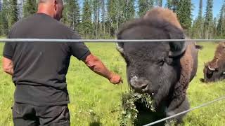 Bison farming in USA [upl. by Yhtir]