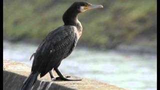 Cormorano [upl. by Aicenet]