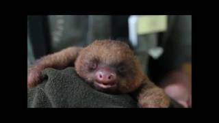 Adorable Baby Sloth Yell [upl. by Elly913]