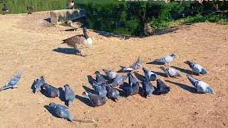 Ducks amp pigeons waddling around together at a lake 🌳🏞️🦆✨ [upl. by Ydnyc]