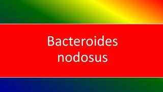 bacteroides nodosus [upl. by Accissej260]