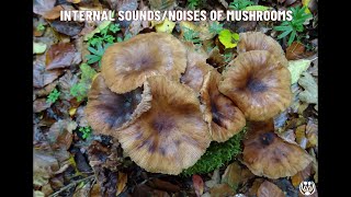 »INTERNAL SOUNDSNOISES OF MUSHROOMS« 23102024 [upl. by Madelena]