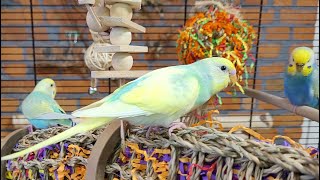 budgie sounds for relaxation [upl. by Drape]