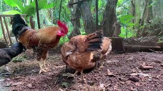 Backyard chicken relaxing eating morning food Backyard Chickens Fun Coop Continuous Sounds Noises vi [upl. by Mairym]