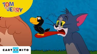 Tom și Jerry  Pozne păsărești  Cartoonito [upl. by Ytak311]