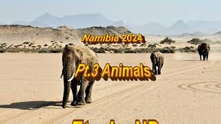 Namibia 2024  Pt 3  Animals [upl. by Eirovi]