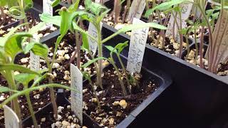 Be Patient With Your Germinating Tomato Seeds [upl. by Danila]